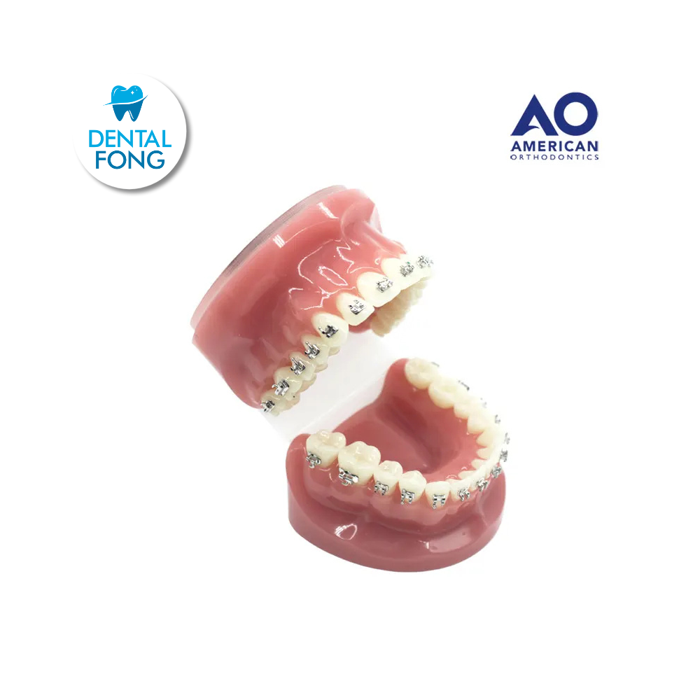 P/E TIPODONTO CON BRACKET MINI MASTER