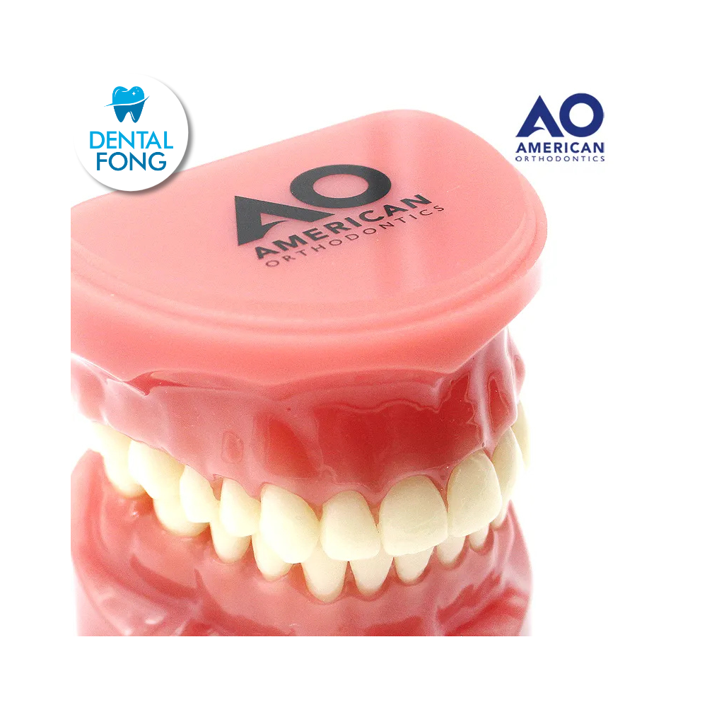 P/E TIPODONTO DIDACTICO SIN BRACKETS AO