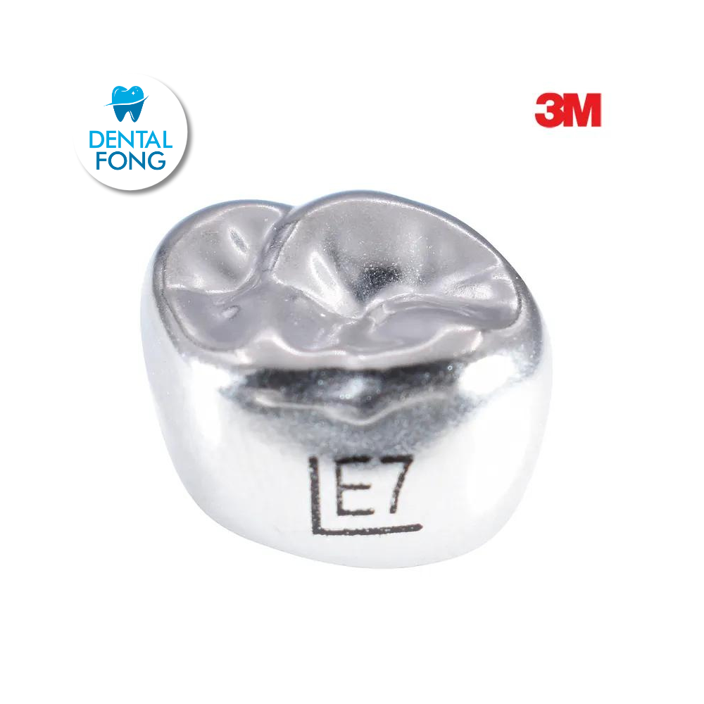 EUL7 SEGUNDO MOLAR SUPERIOR IZQUIERDO