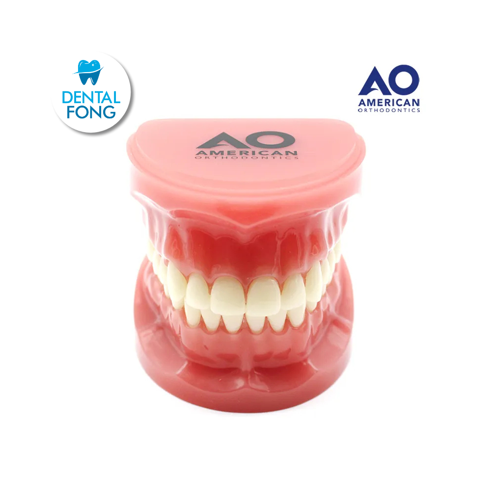 P/E TIPODONTO DIDACTICO SIN BRACKETS AO