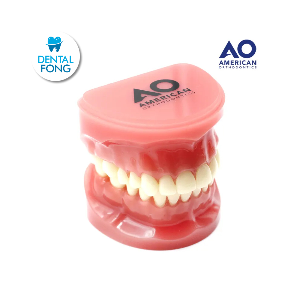 P/E TIPODONTO DIDACTICO SIN BRACKETS AO